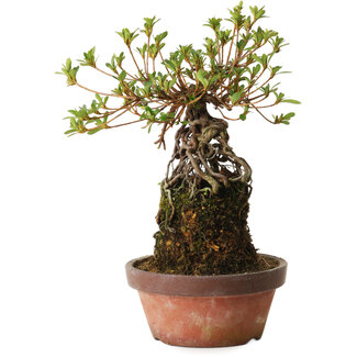 Rhododendron indicum Sakurahime, 27 cm, ± 12 ans