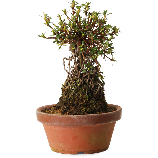 Rhododendron indicum Sachi-No-Kirameki, 27 cm, ± 12 years old