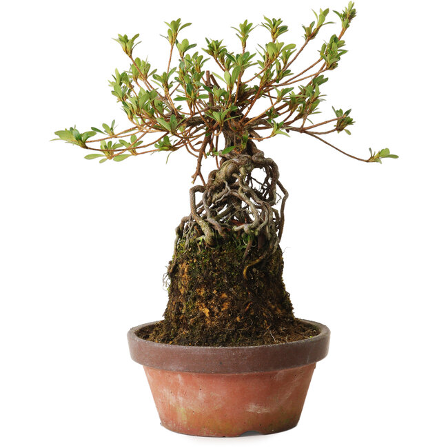 Rhododendron indicum Sakurahime, 27 cm, ± 12 years old