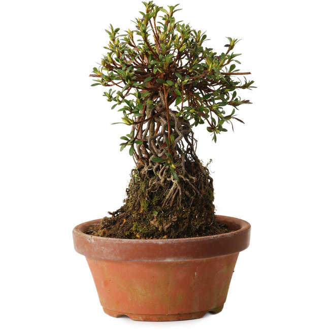 Rhododendron indicum Sachi-No-Kirameki, 27 cm, ± 12 jaar oud