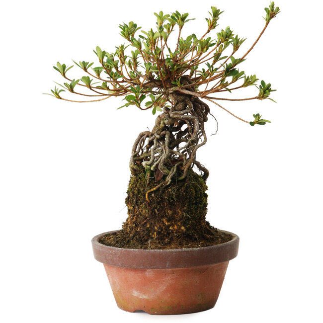 Rhododendron indicum Sakurahime, 27 cm, ± 12 anni