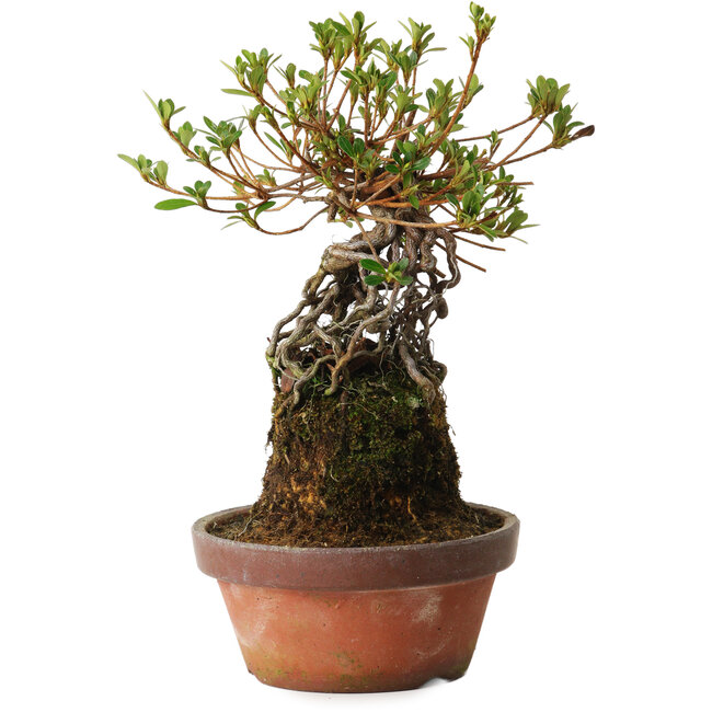 Rhododendron indicum Sakurahime, 27 cm, ± 12 años