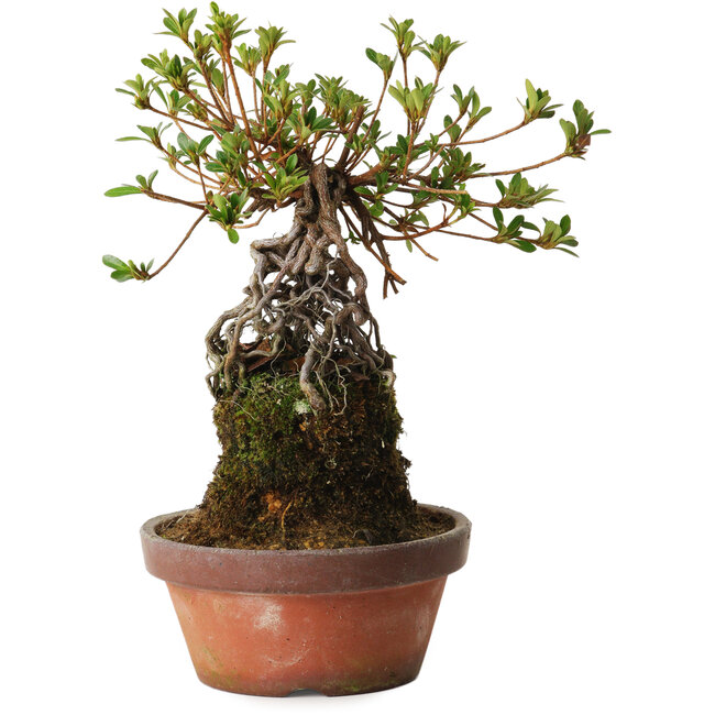 Rhododendron indicum Sakurahime, 27 cm, ± 12 ans