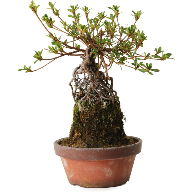 Rhododendron indicum Sakurahime, 27 cm, ± 12 ans