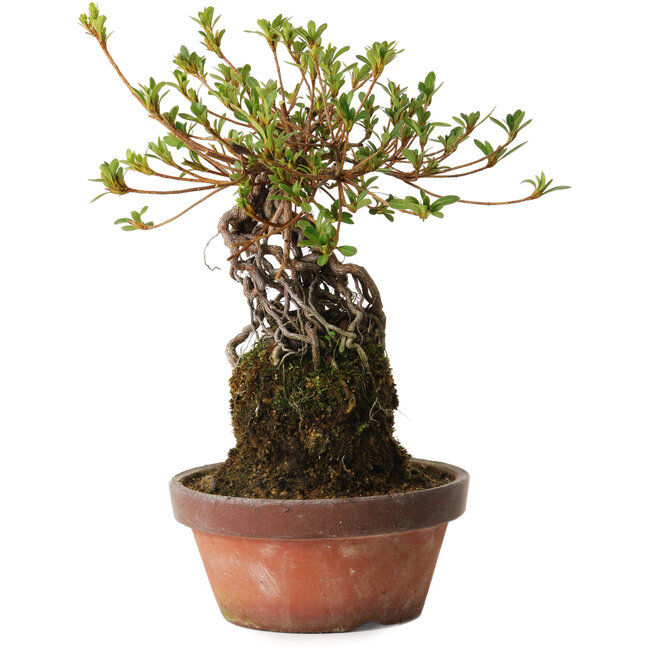 Rhododendron indicum Sakurahime, 27 cm, ± 12 ans