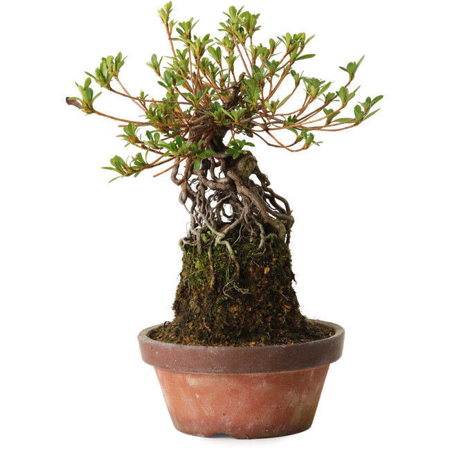 Rhododendron indicum Sakurahime, 27 cm, ± 12 anni