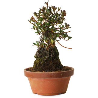 Rhododendron indicum Kanuma-Kosuzu, 27 cm, ± 12 jaar oud
