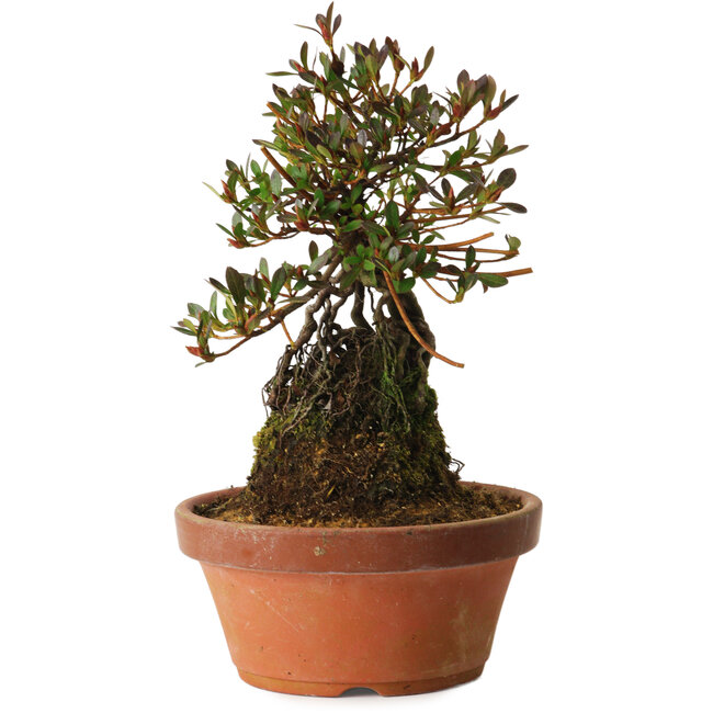 Rhododendron indicum Kanuma-Kosuzu, 27 cm, ± 12 years old
