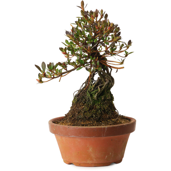 Rhododendron indicum Kanuma-Kosuzu, 27 cm, ± 12 Jahre alt