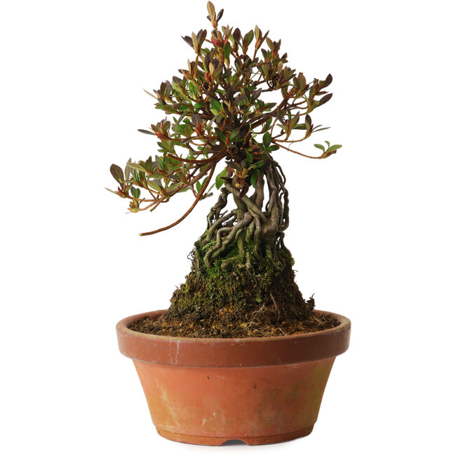 Rhododendron indicum Kanuma-Kosuzu, 27 cm, ± 12 ans