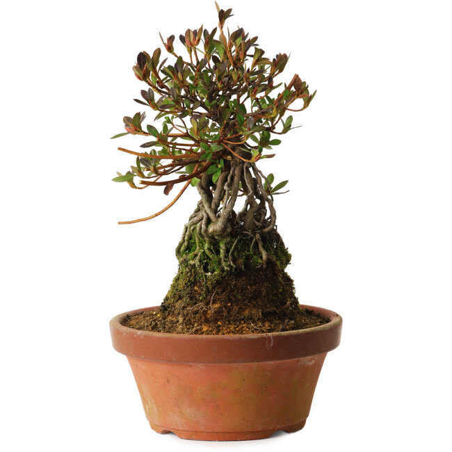 Rhododendron indicum Kanuma-Kosuzu, 27 cm, ± 12 ans