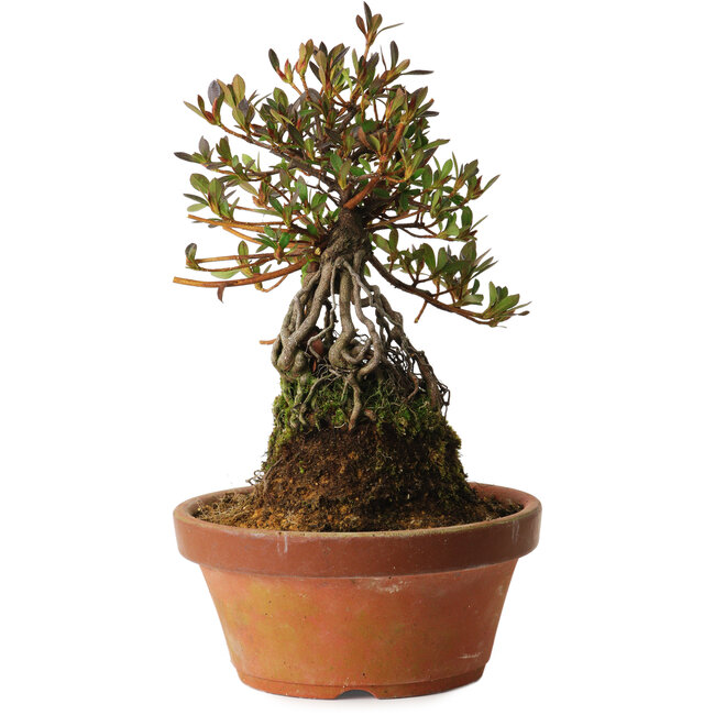 Rhododendron indicum Kanuma-Kosuzu, 27 cm, ± 12 anni