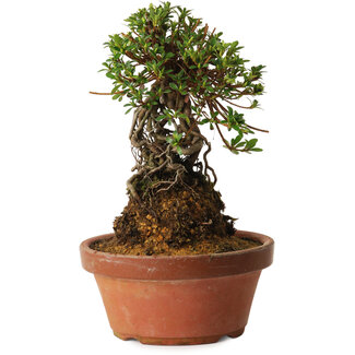 Rhododendron indicum Sachi-No-Miyabi, 27 cm, ± 12 Jahre alt