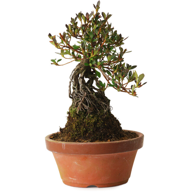 Rhododendron indicum Kanuma-Kosuzu, 27 cm, ± 12 ans