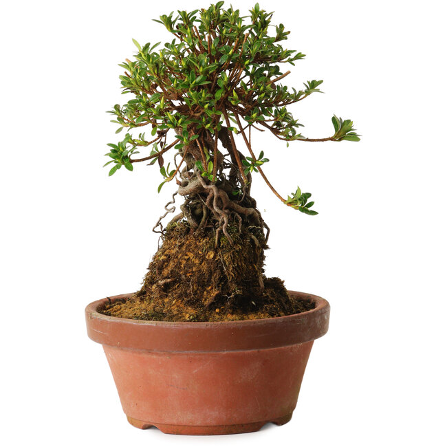 Rhododendron indicum Sachi-No-Miyabi, 27 cm, ± 12 jaar oud