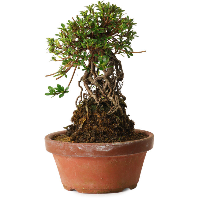 Rhododendron indicum Sachi-No-Miyabi, 27 cm, ± 12 Jahre alt
