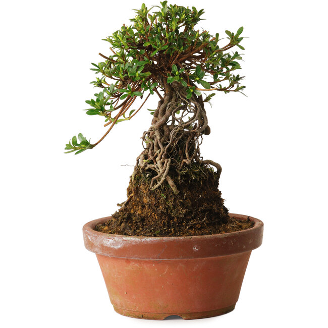 Rhododendron indicum Sachi-No-Miyabi, 27 cm, ± 12 jaar oud