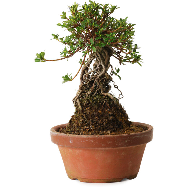 Rhododendron indicum Sachi-No-Miyabi, 27 cm, ± 12 jaar oud