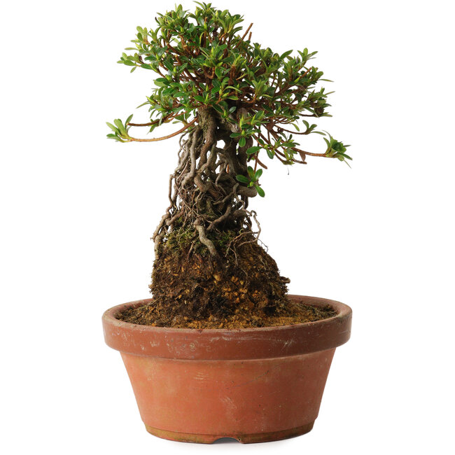 Rhododendron indicum Sachi-No-Miyabi, 27 cm, ± 12 jaar oud