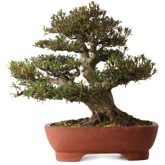 Rhododendron indicum Korin, 45 cm, ± 30 ans