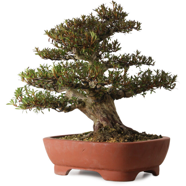 Rhododendron indicum Korin, 45 cm, ± 30 años, con un nebari de 20 cm