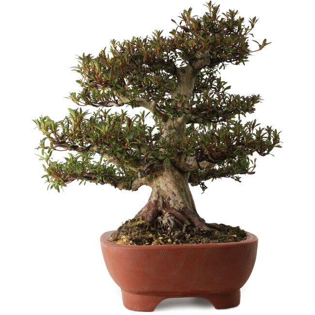 Rhododendron indicum Korin, 45 cm, ± 30 ans, avec un nebari de 20 cm