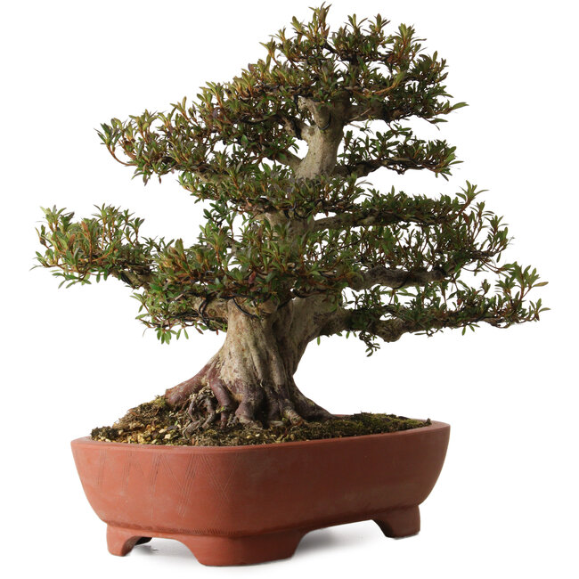 Rhododendron indicum Korin, 45 cm, ca. 30 Jahre alt, mit einem Wurzelhals von 20 cm