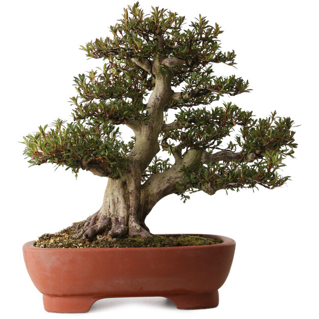 Rhododendron indicum Korin, 45 cm, ± 30 ans, avec un nebari de 20 cm