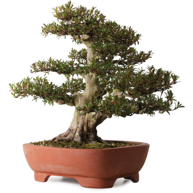 Rhododendron indicum Korin, 45 cm, ± 30 años, con un nebari de 20 cm