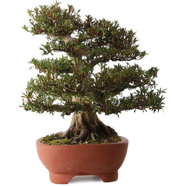 Rhododendron indicum Korin, 45 cm, ± 30 jaar oud, met een nebari van 20 cm