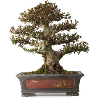 Rhododendron indicum Nyohozan, 47 cm, ± 30 ans