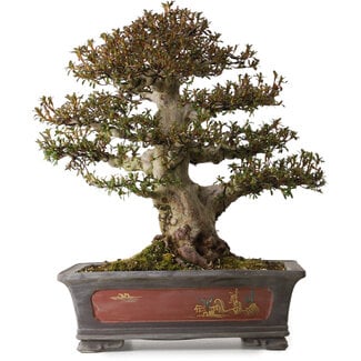 Rhododendron indicum Nyohozan, 47 cm, ± 30 years old