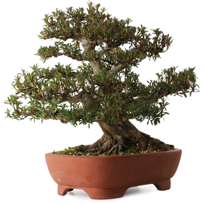 Rhododendron indicum Korin, 45 cm, ca. 30 Jahre alt, mit einem Wurzelhals von 20 cm