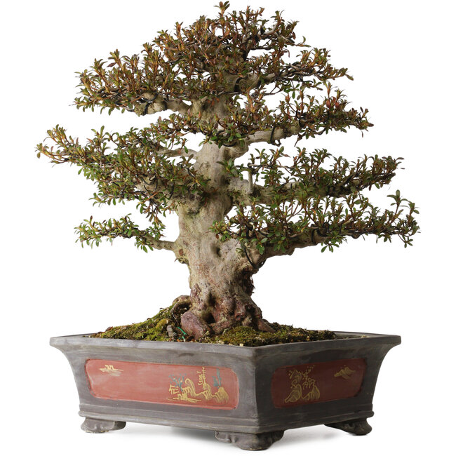 Rhododendron indicum Nyohozan, 47 cm, ± 30 jaar oud, met een nebari van 22 cm