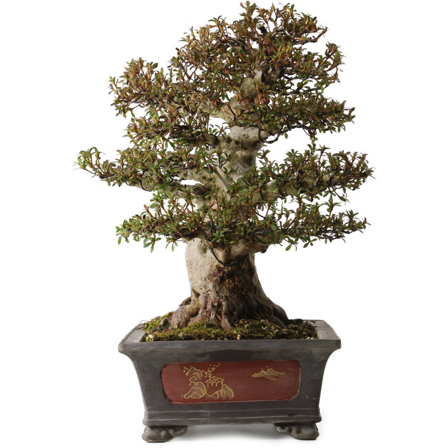 Rhododendron indicum Nyohozan, 47 cm, ± 30 años, con un nebari de 22 cm