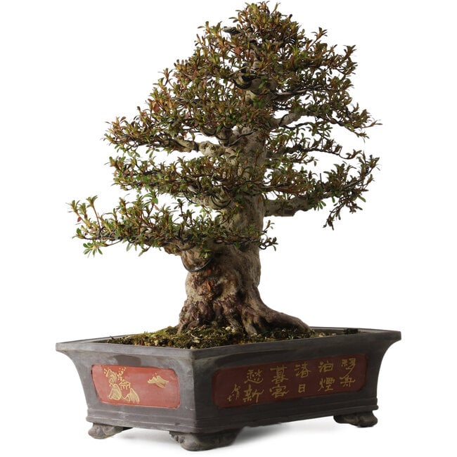 Rhododendron indicum Nyohozan, 47 cm, ± 30 years old, with a nebari of 22 cm