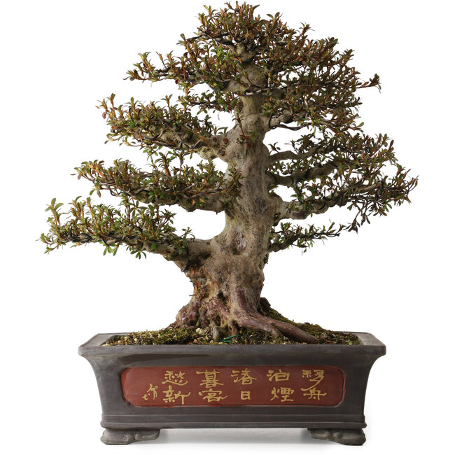 Rhododendron indicum Nyohozan, 47 cm, ± 30 years old, with a nebari of 22 cm