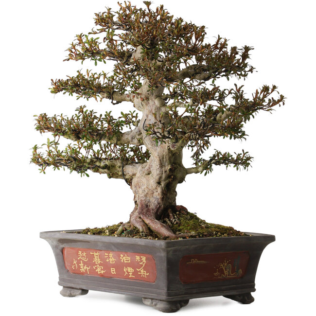 Rhododendron indicum Nyohozan, 47 cm, ca. 30 Jahre alt, mit einem Wurzelhals von 22 cm