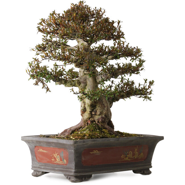 Rhododendron indicum Nyohozan, 47 cm, ± 30 years old, with a nebari of 22 cm