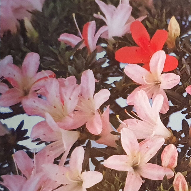 Rododendro indicum Miyu-No-Kagayaki, 40 cm, ± 12 años, con un nebari de 5 cm