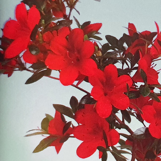 Rhododendron indicum Suzakuhime, 40 cm, ± 12 años, con un nebari de 5 cm