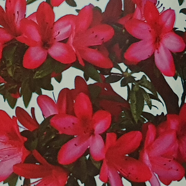 Rhododendron indicum Benikage, 40 cm, ca. 12 Jahre alt, mit einem Wurzelhals von 5 cm