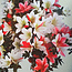 Rhododendron indicum Hanatsuzuri, 27 cm, ± 12 years old