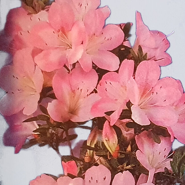 Rhododendron indicum Sakurahime, 27 cm, ± 12 años