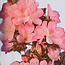 Rhododendron indicum Sakurahime, 27 cm, ± 12 years old