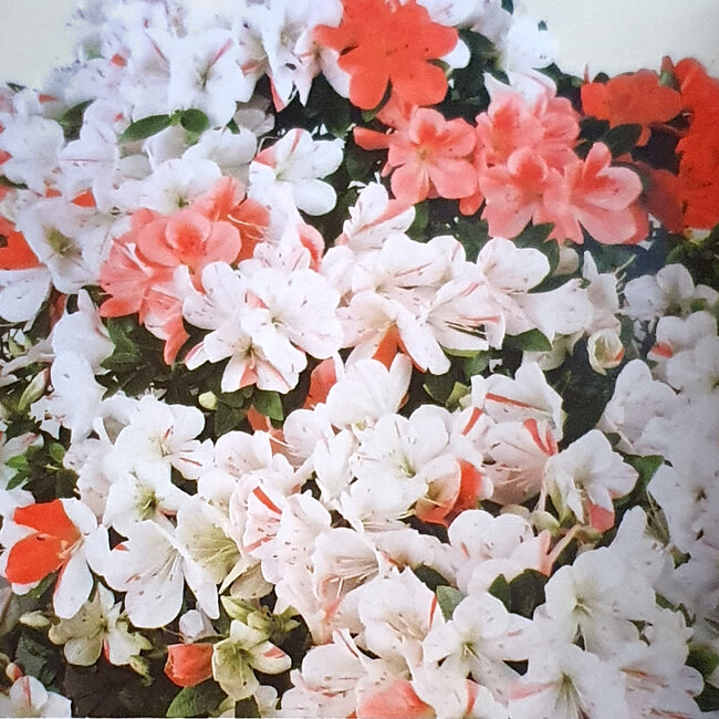 Rhododendron indicum Kanuma-Kosuzu, 27 cm, ± 12 jaar oud