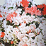 Rhododendron indicum Kanuma-Kosuzu, 27 cm, ± 12 years old