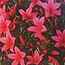 Rhododendron indicum Korin, 45 cm, ± 30 years old, with a nebari of 20 cm