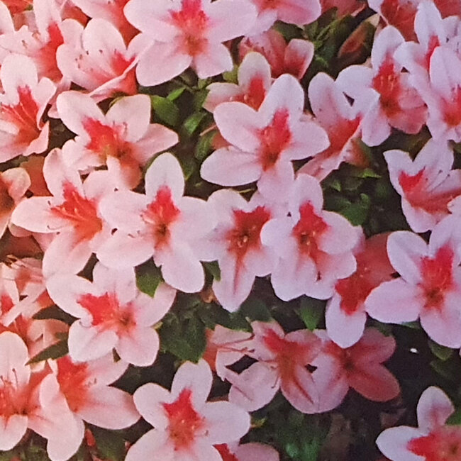 Rhododendron indicum Nyohozan, 47 cm, ± 30 years old, with a nebari of 22 cm