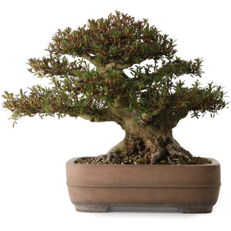  Yamaaki Rhododendron indicum Korin, 40 cm, ± 30 anni